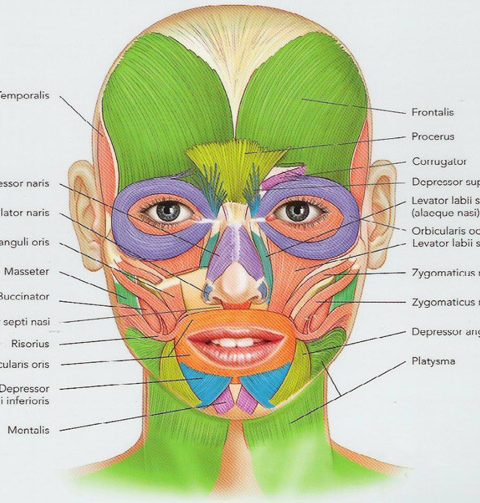 Muscles de la face
